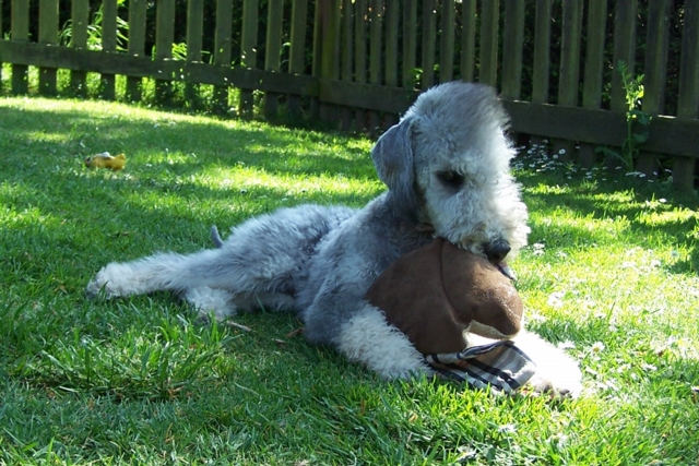 Unsere Hunde 11.05 (20).JPG